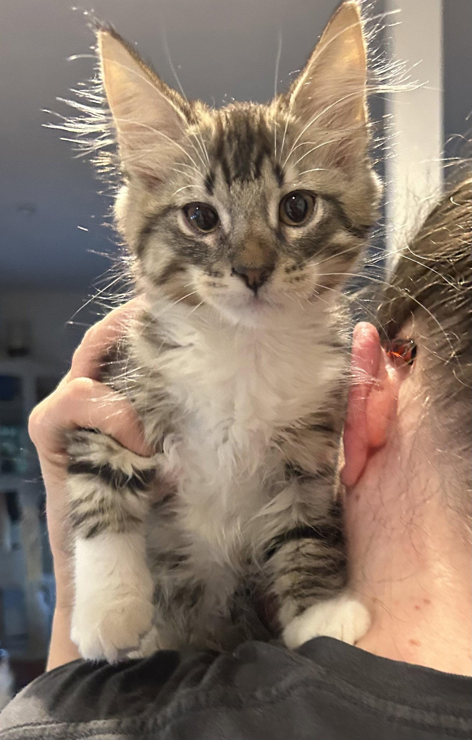 Maverick Napa, Adopted, Kitten Male Maine Coon.