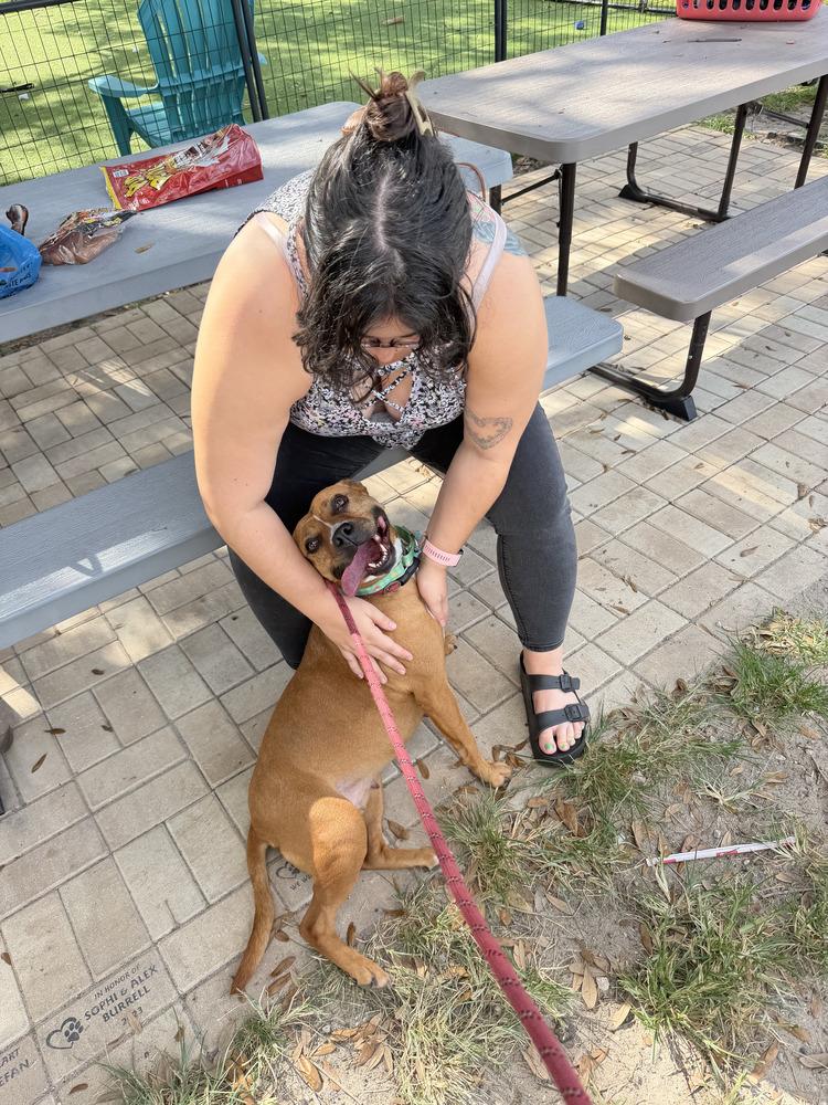 Ginger Spice, Adoptable, Adult Female Black Mouth Cur.