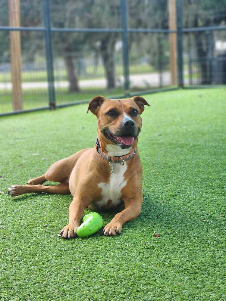 Enlarge Ginger Spice, a Adoptable mixed breed in Lakeland, FL image 2/6