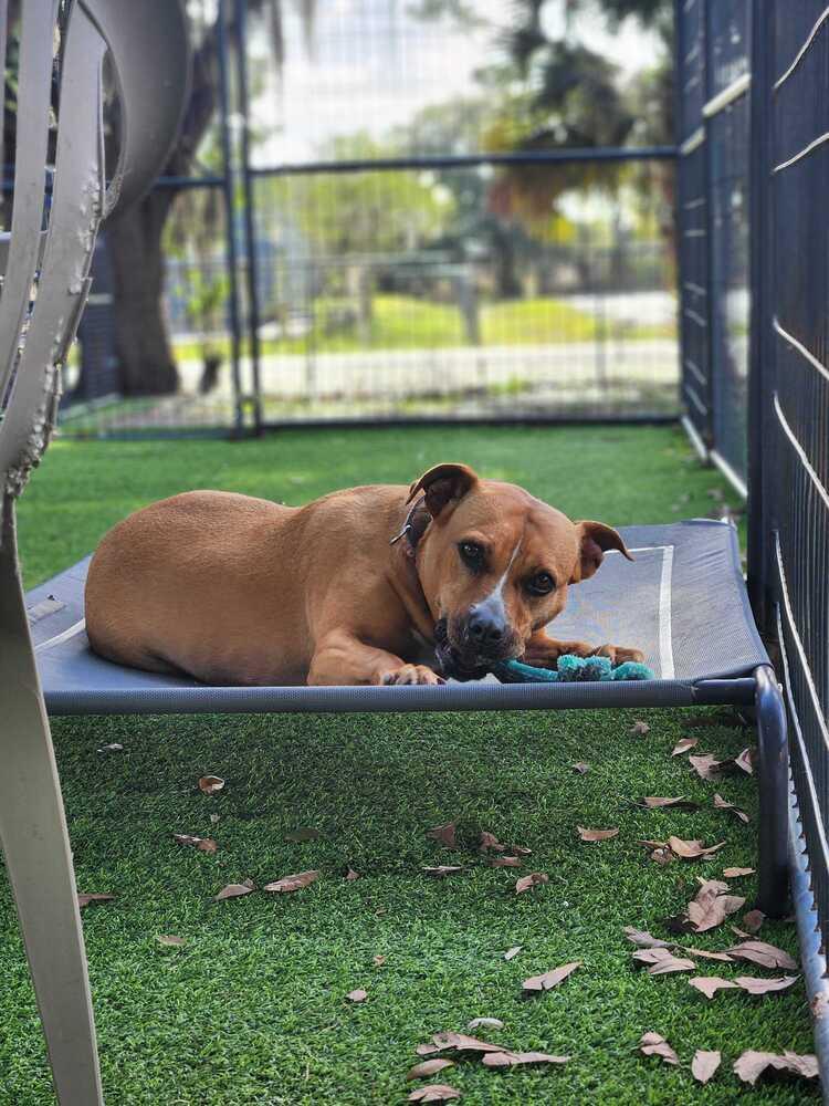 Ginger Spice, Adoptable, Adult Female Black Mouth Cur.