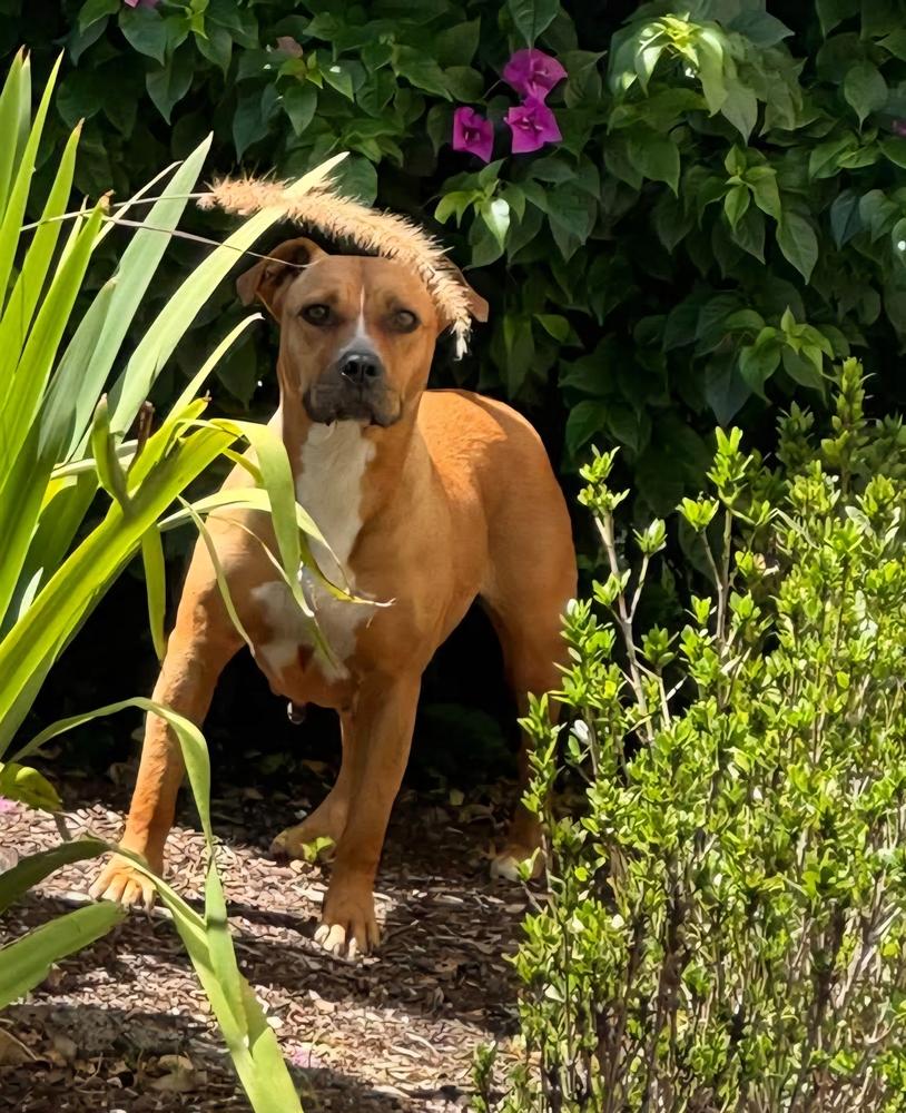 Enlarge Ginger Spice, a Adoptable mixed breed in Lakeland, FL image 1/4