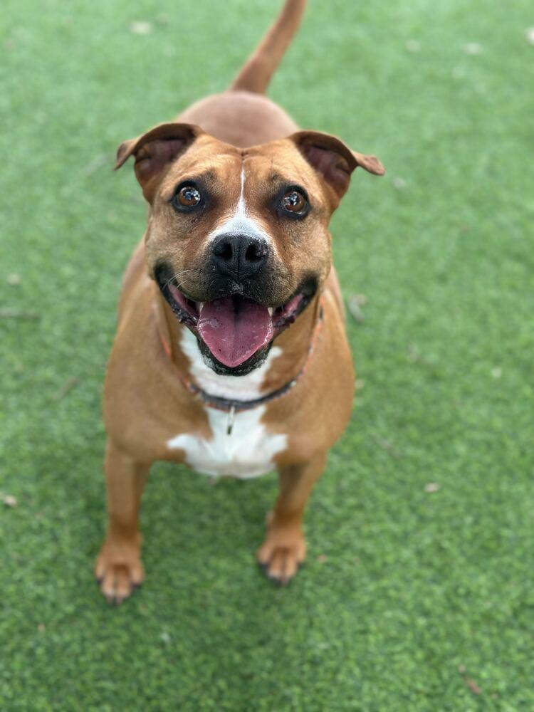 Enlarge Ginger Spice, a Adoptable mixed breed in Lakeland, FL image 2/6