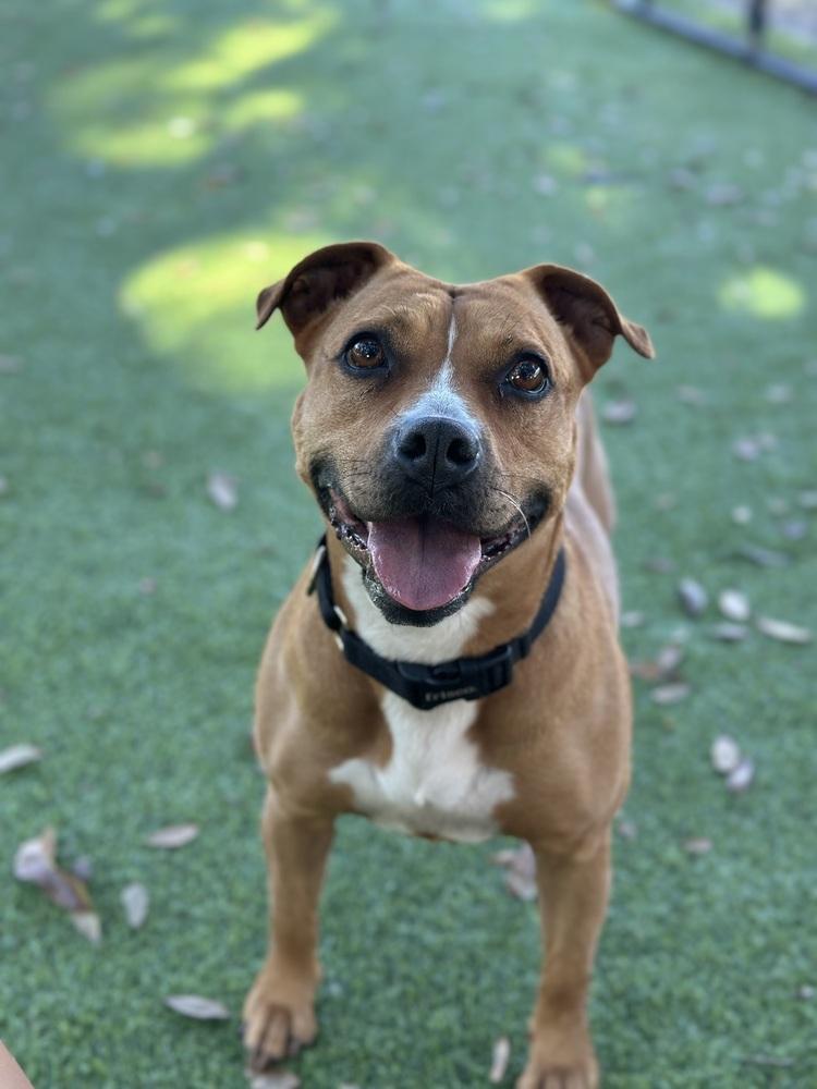 Enlarge Ginger Spice, a Adoptable mixed breed in Lakeland, FL image 2/4