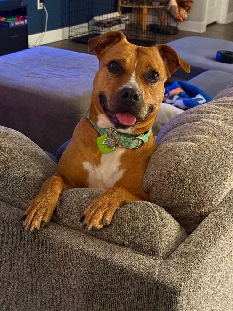 Enlarge Ginger Spice, a Adoptable mixed breed in Lakeland, FL image 3/6