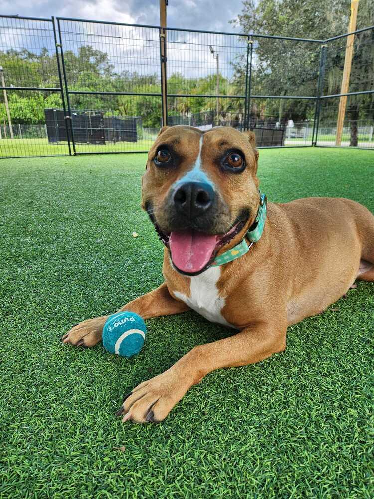 Enlarge Ginger Spice, a Adoptable mixed breed in Lakeland, FL image 4/6