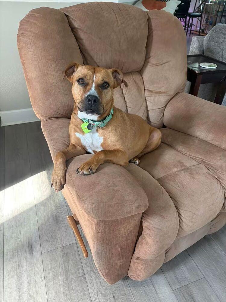 Enlarge Ginger Spice, a Adoptable mixed breed in Lakeland, FL image 5/6