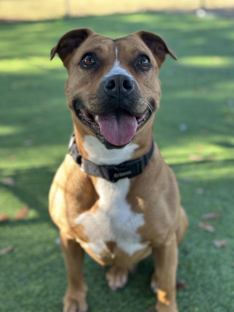 Enlarge Ginger Spice, a Adoptable mixed breed in Lakeland, FL image 3/4