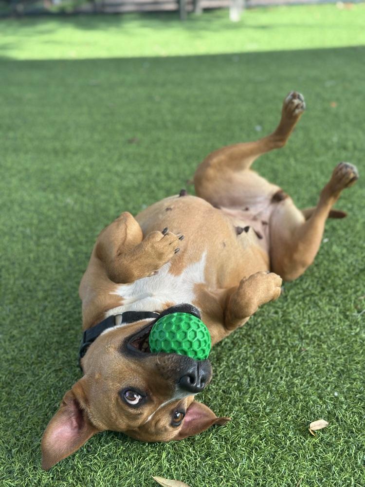 Enlarge Ginger Spice, a Adoptable mixed breed in Lakeland, FL image 4/4