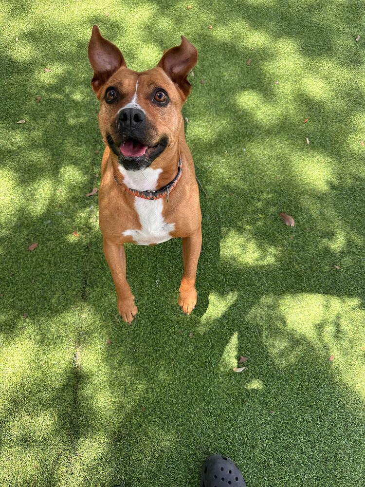 Enlarge Ginger Spice, a Adoptable mixed breed in Lakeland, FL image 5/6