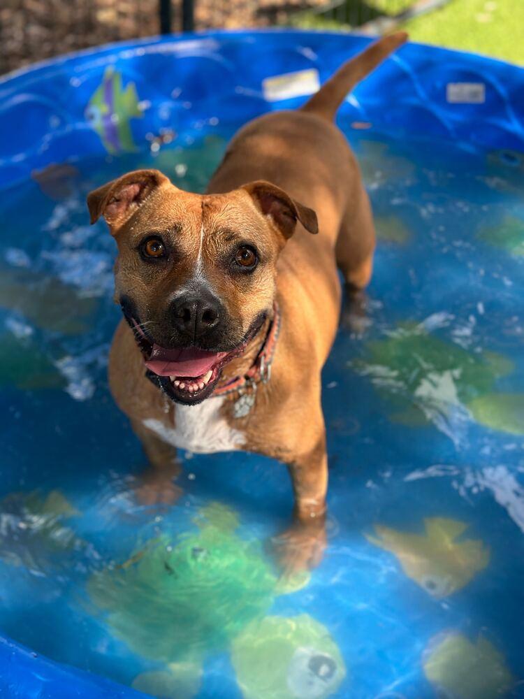 Ginger Spice, a Adoptable mixed breed in Lakeland, FL image 5/6