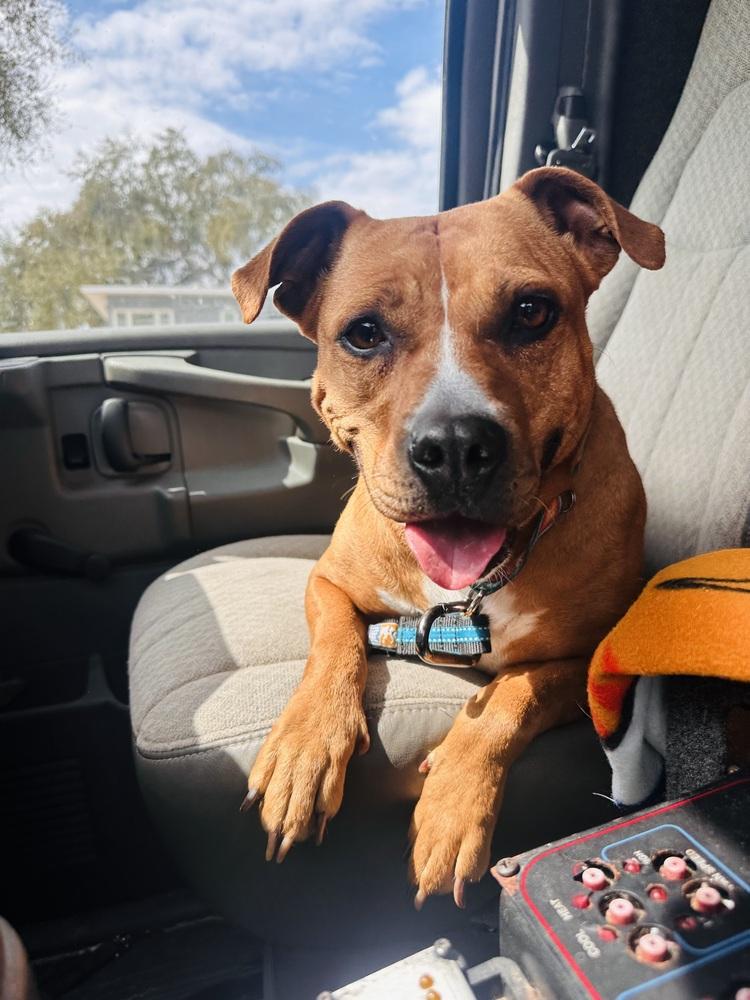 Enlarge Ginger Spice, a Adoptable mixed breed in Lakeland, FL image 6/6