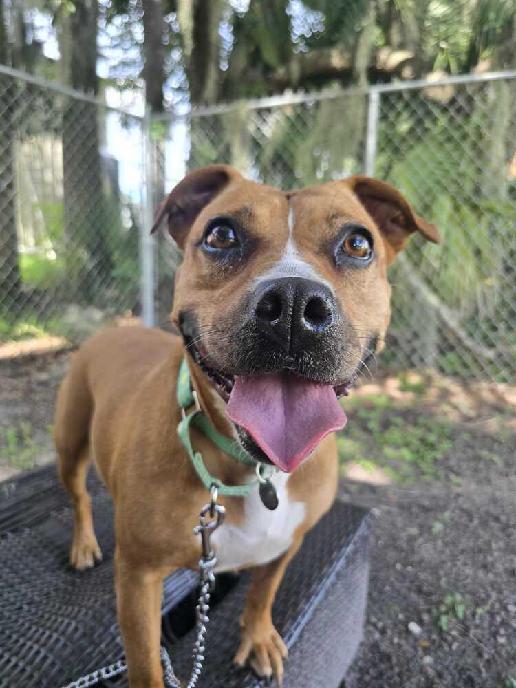 Enlarge Ginger Spice, a Adoptable mixed breed in Lakeland, FL image 6/6