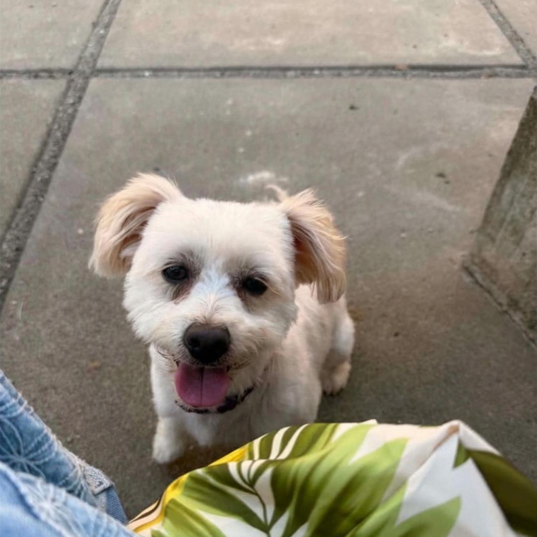 Annie, an adopted mixed breed in San Francisco, CA image 1/6