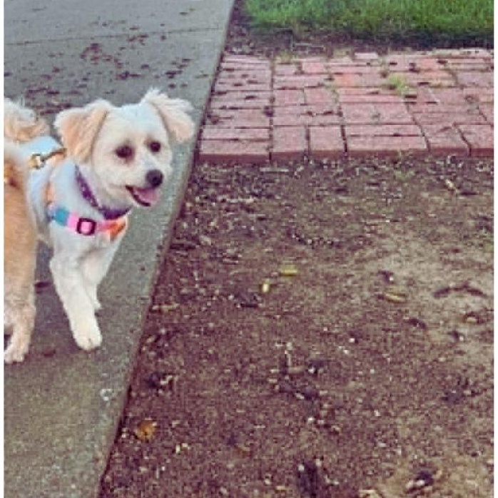 Annie, an adopted mixed breed in San Francisco, CA image 2/6