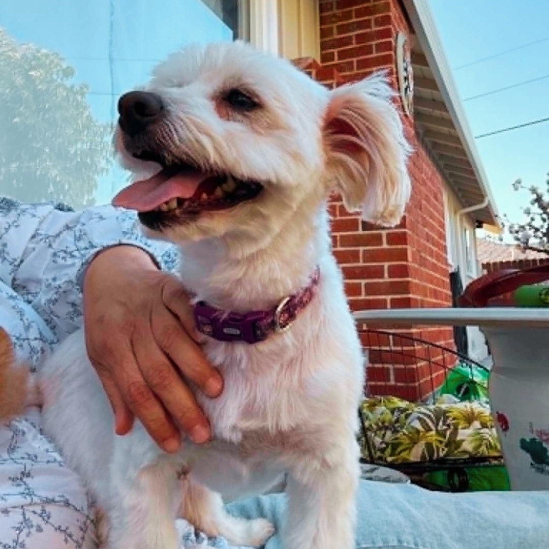 Annie, an adopted mixed breed in San Francisco, CA image 5/6