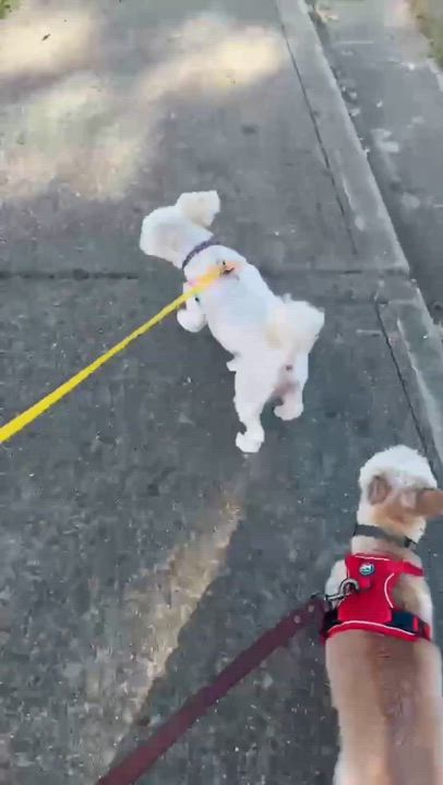 Enlarge Annie, an adopted mixed breed in San Francisco, CA video 6/6