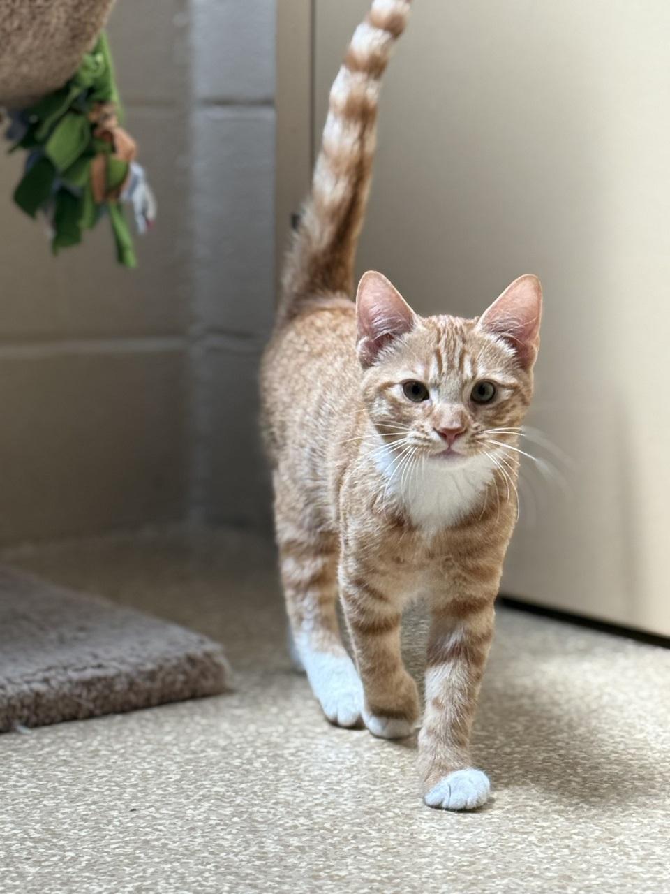 kitten, an adopted Domestic Short Hair in Laguna Beach, CA_image-1