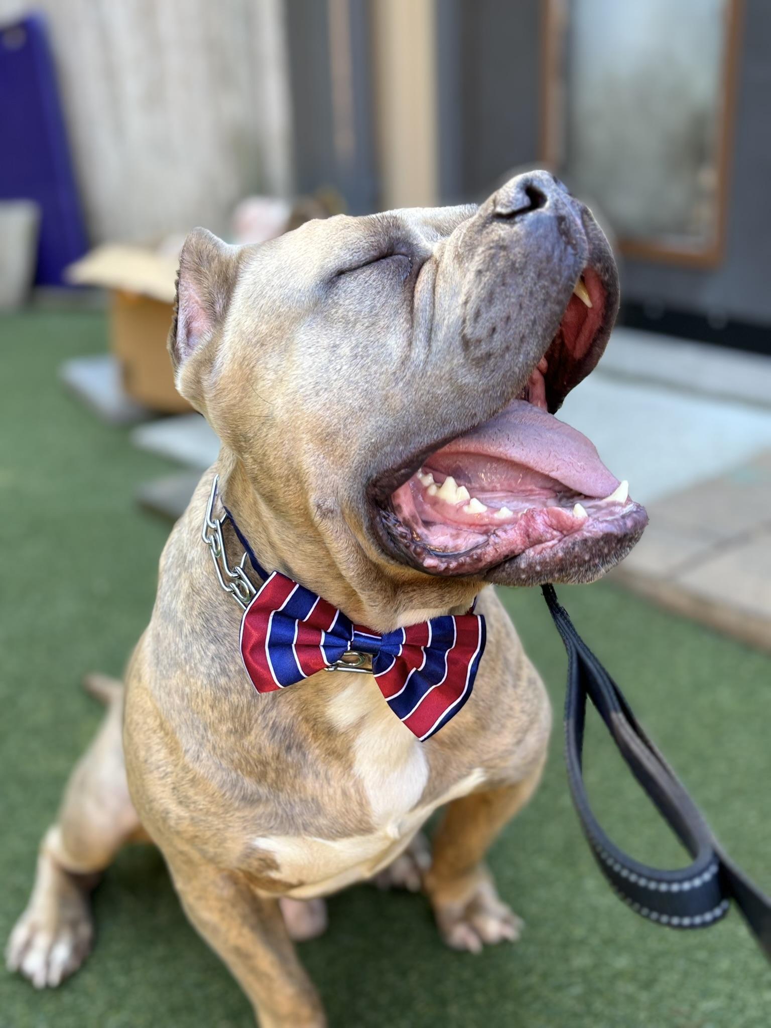 Espresso , a Adoptable Staffordshire Bull Terrier in Pembroke, MA image 5/6