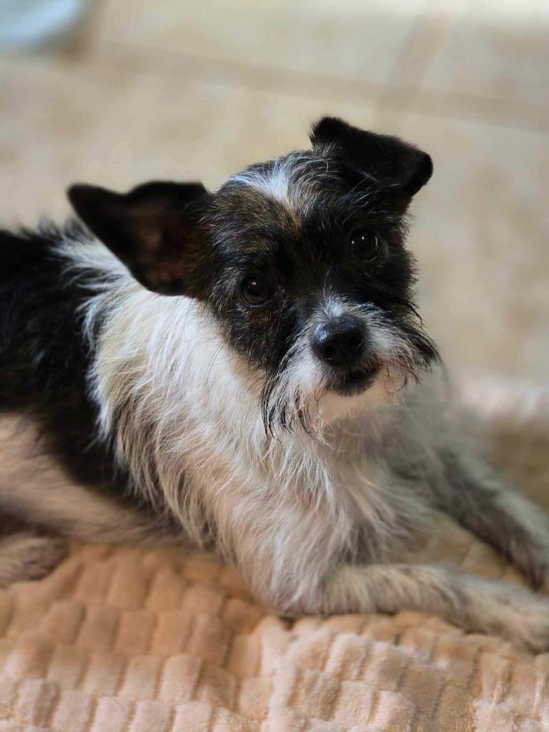 Bailey, a Adopted mixed breed in Bristol, WI image 1/4