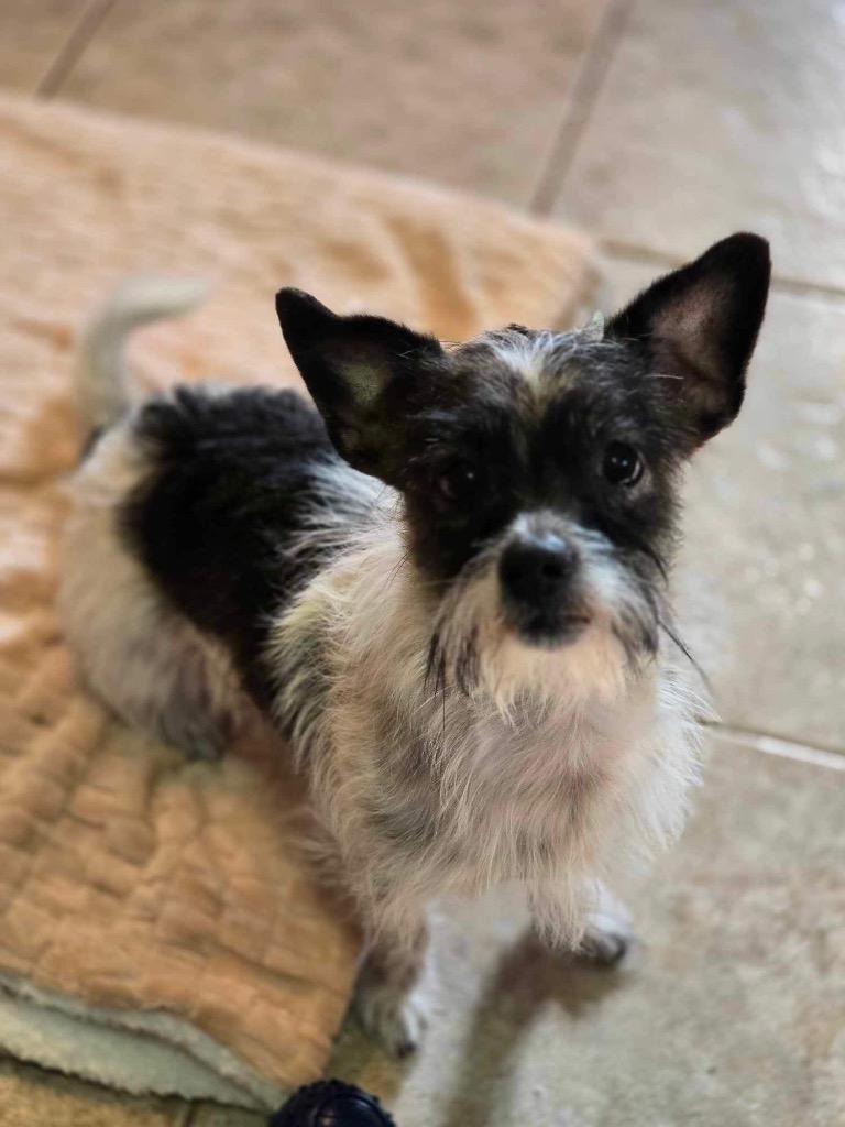 Bailey, a Adopted mixed breed in Bristol, WI image 2/4