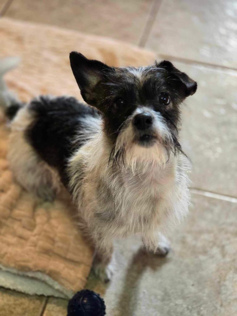 Bailey, a Adopted mixed breed in Bristol, WI image 3/4