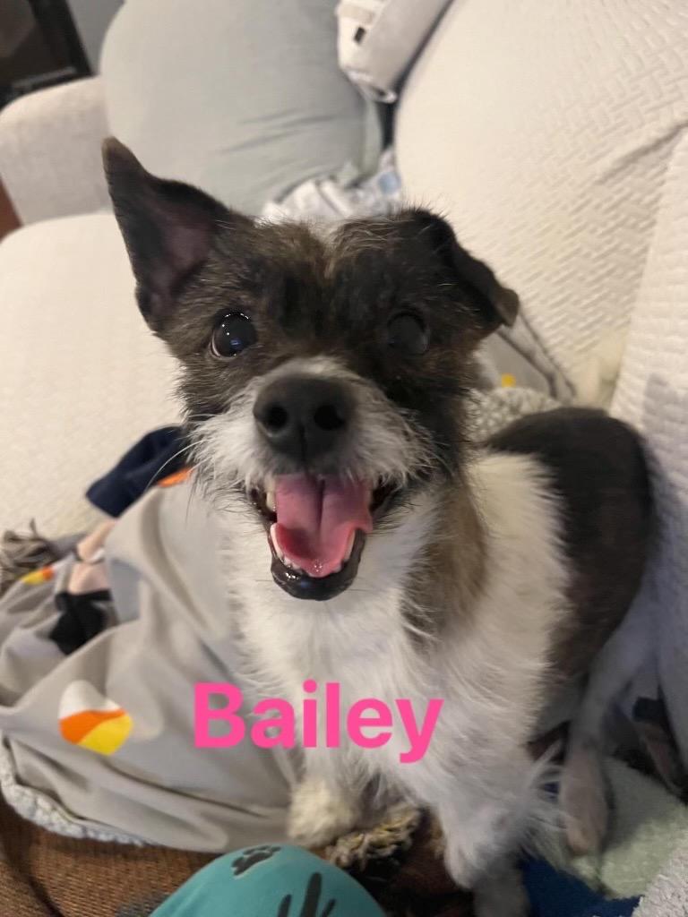 Bailey, a Adopted mixed breed in Bristol, WI image 4/4