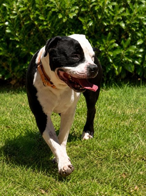 Enlarge Chutney, a ADOPTABLE Pit Bull Terrier in Phoenix, OR image 4/5