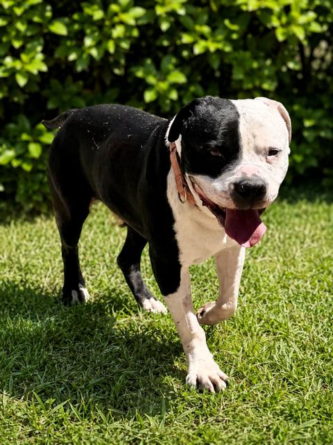 Enlarge Chutney, a ADOPTABLE Pit Bull Terrier in Phoenix, OR image 1/5