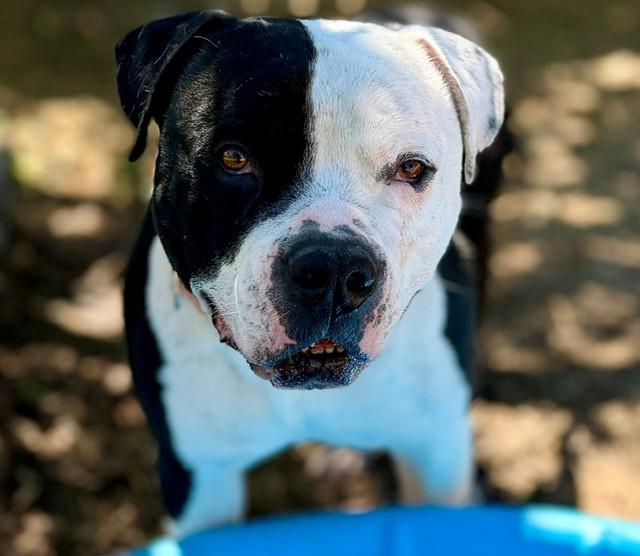 Enlarge Chutney, a ADOPTABLE Pit Bull Terrier in Phoenix, OR image 3/5