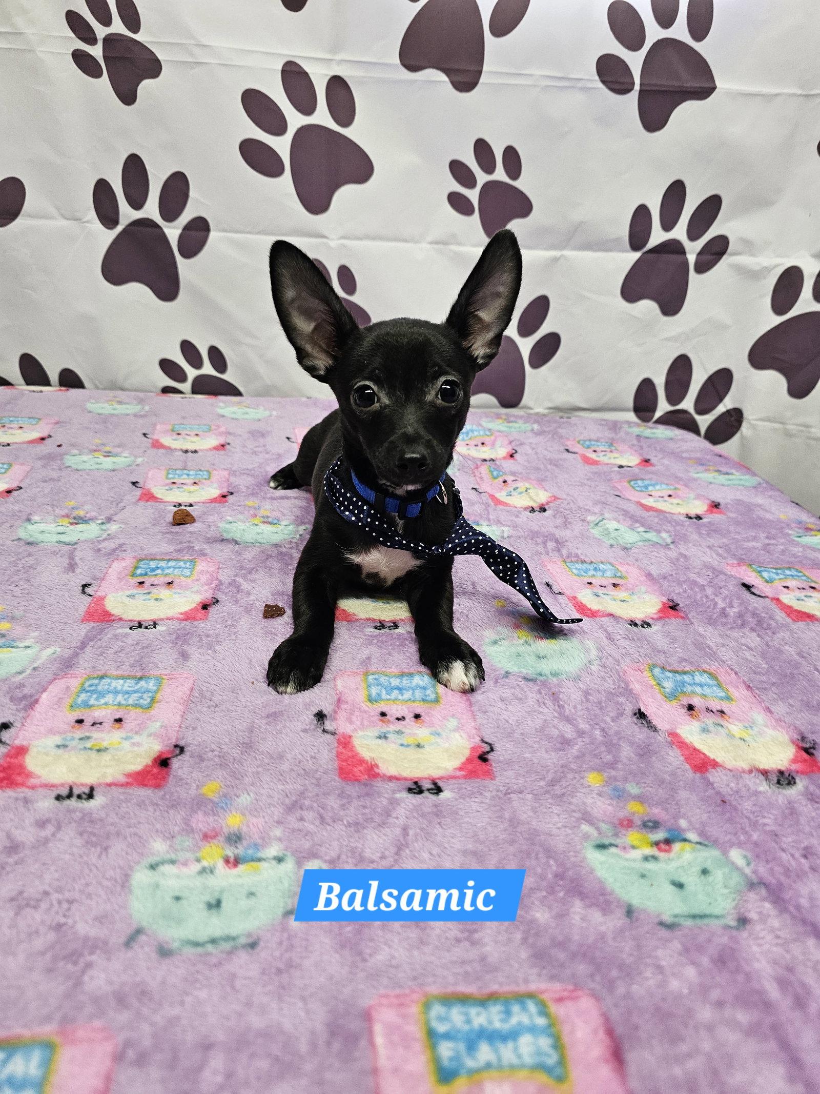 Balsamic, Adopted, Young Male Chihuahua & Dachshund.