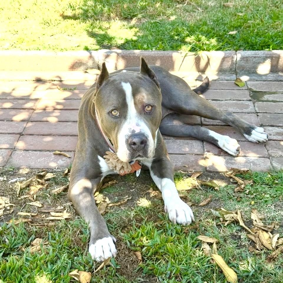 Enlarge Kitty, a Adoptable mixed breed in Sun Valley, CA image 2/6