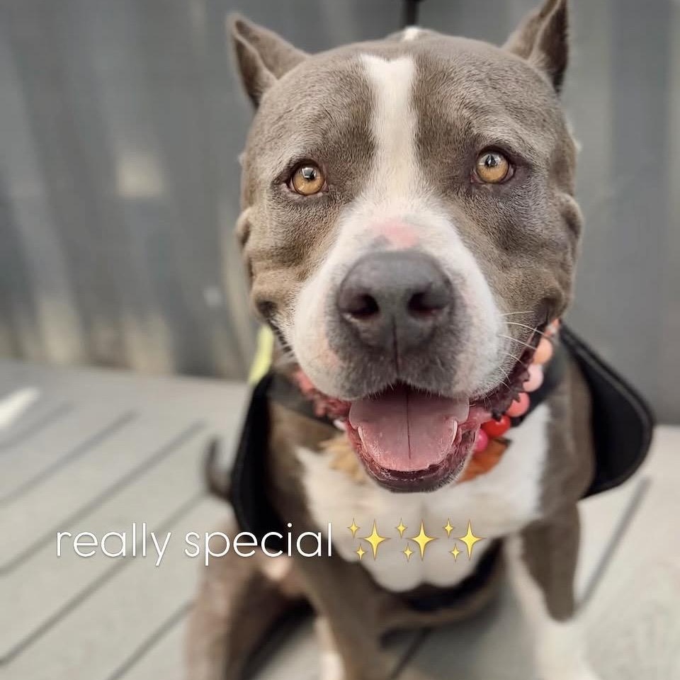 Kitty, Adoptable, Young Female Pit Bull Terrier & American Staffordshire Terrier.