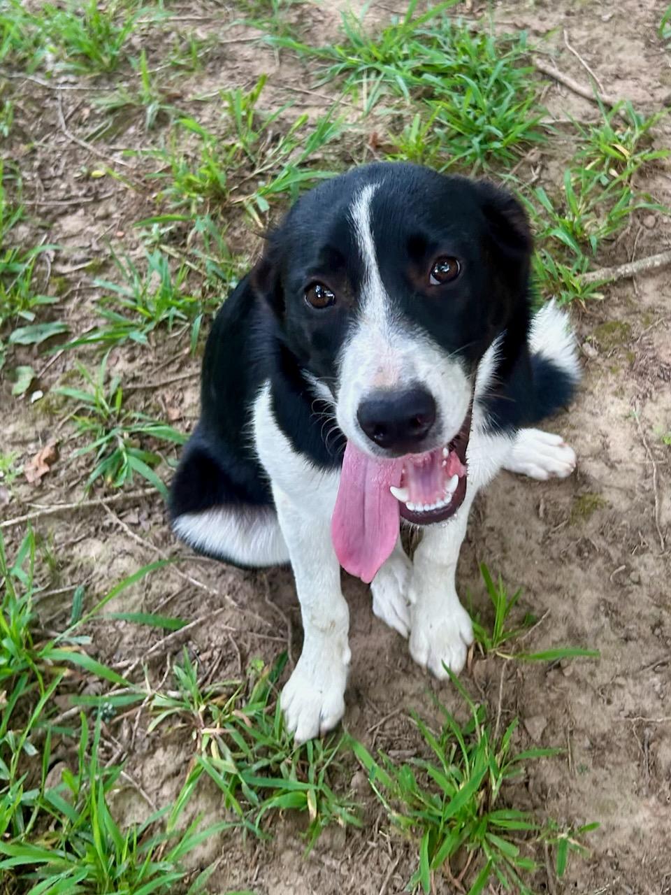 HANNAH, adopted, Puppy Female Australian Shepherd & Australian Cattle Dog / Blue Heeler.