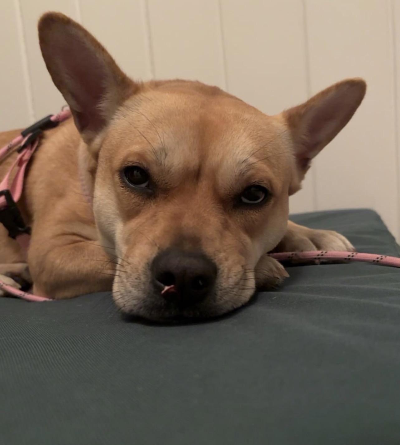 Enlarge Evie, a Adoptable mixed breed in Richmond, VA image 5/6