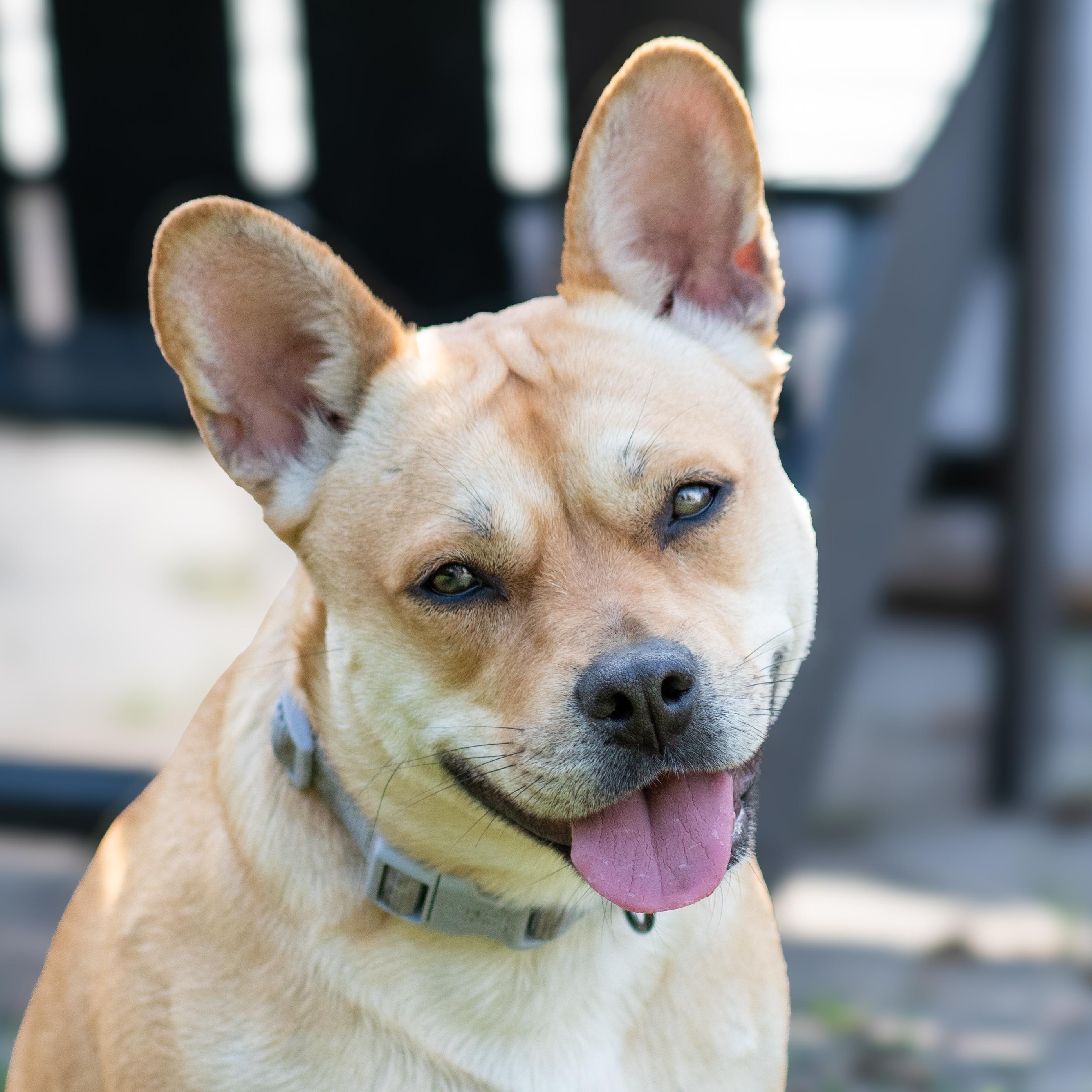 Evie, Adoptable, Young Female French Bulldog.