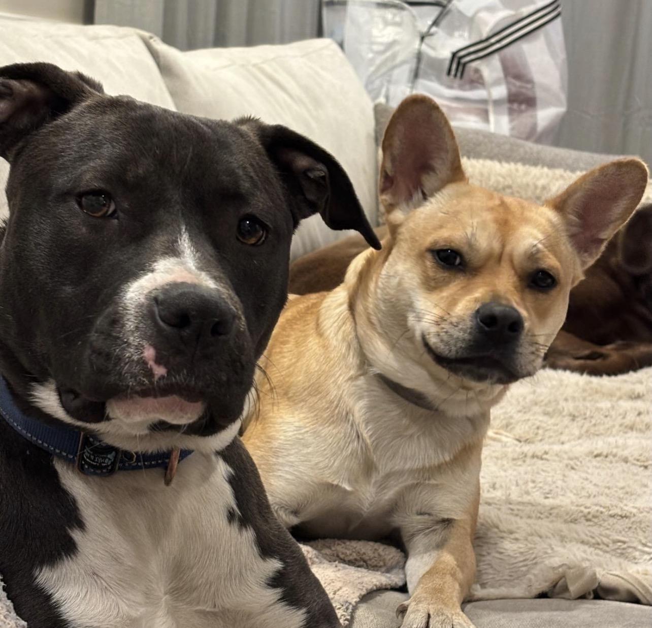 Enlarge Evie, a Adoptable mixed breed in Richmond, VA image 4/6