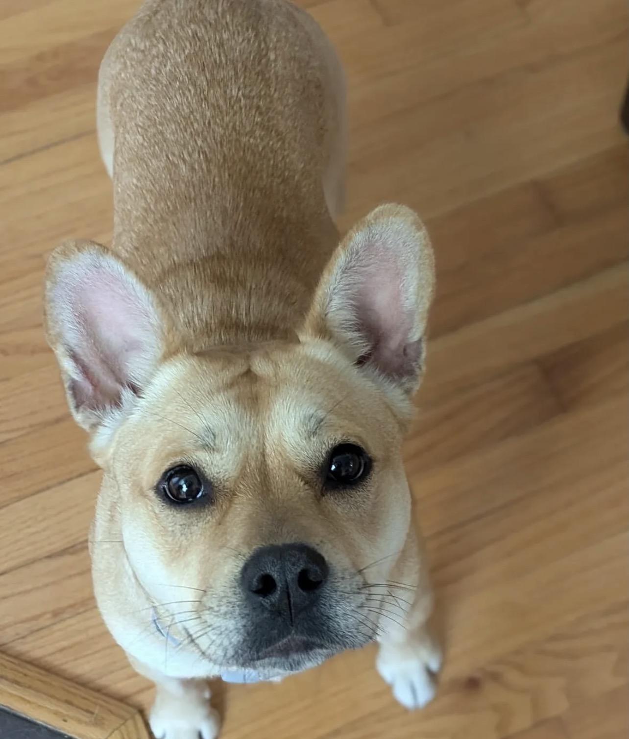 Enlarge Evie, a Adoptable mixed breed in Richmond, VA image 3/6