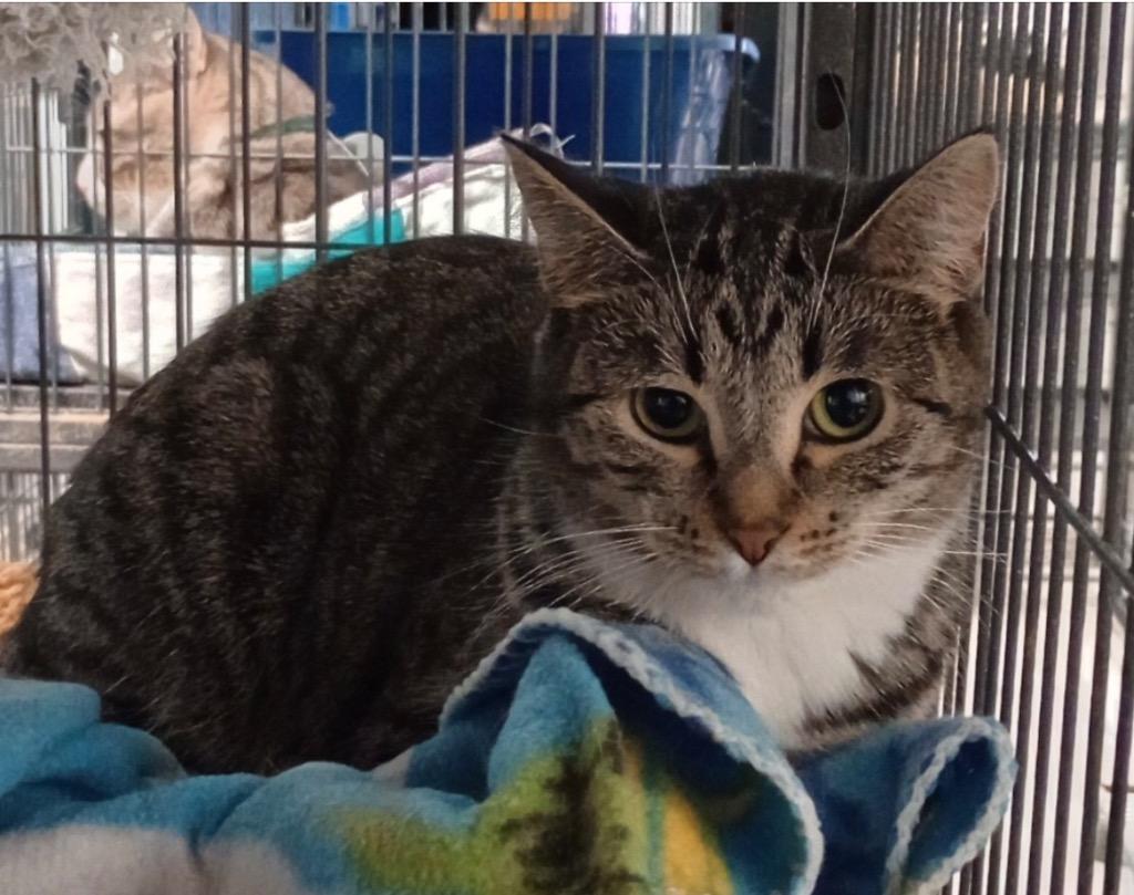 Raycie, Adoptable, Adult Female Domestic Short Hair.