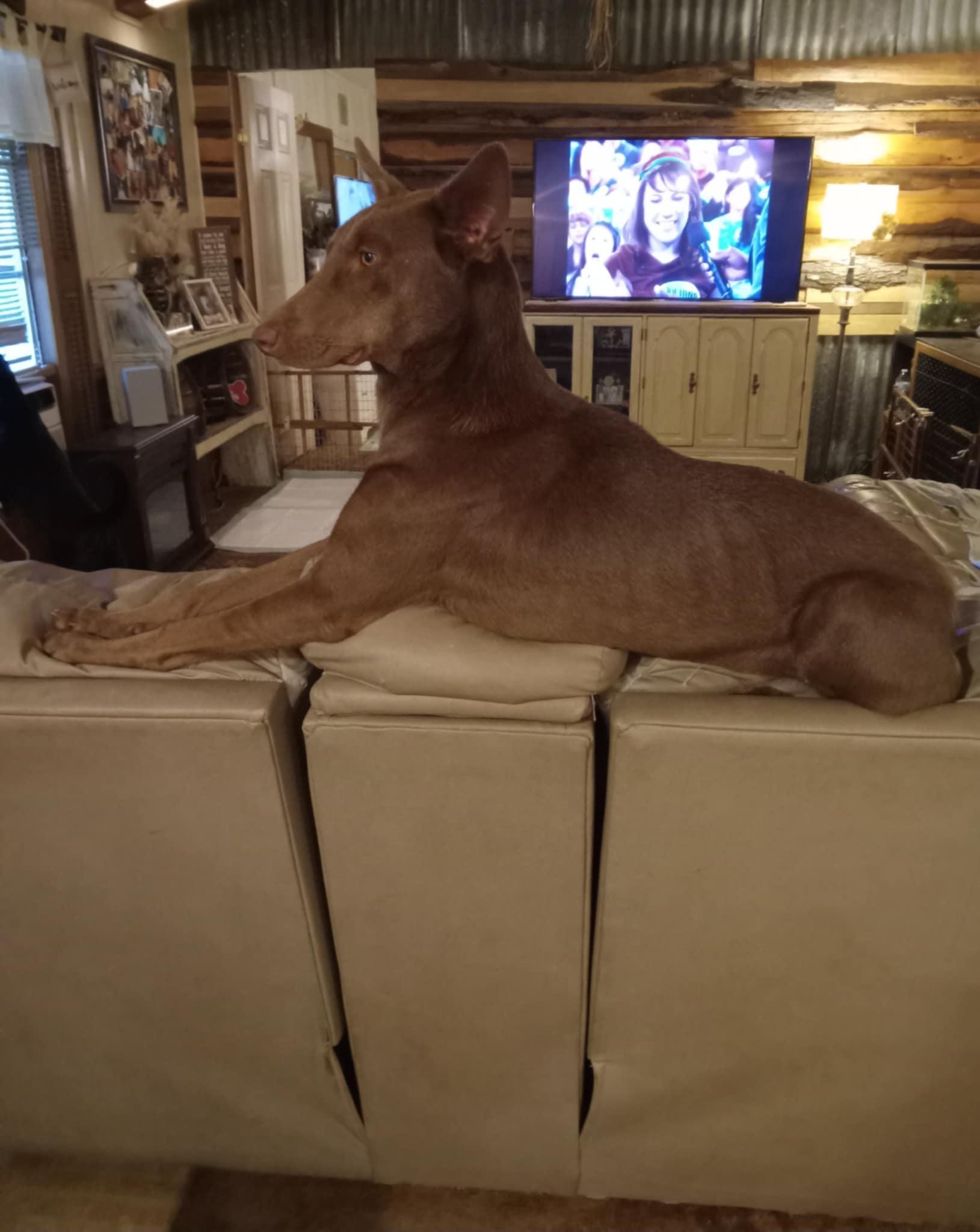 Harry, an adoptable Great Dane, Weimaraner in Moncton, NB, E1C 8C8 | Photo Image 3
