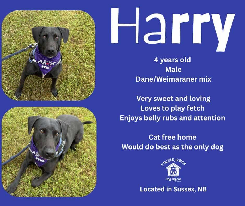 Harry, an adoptable Great Dane, Weimaraner in Moncton, NB, E1C 8C8 | Photo Image 1