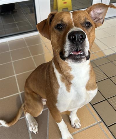 GARLIC, Adoptable, Adult Male Staffordshire Bull Terrier & Mixed Breed.