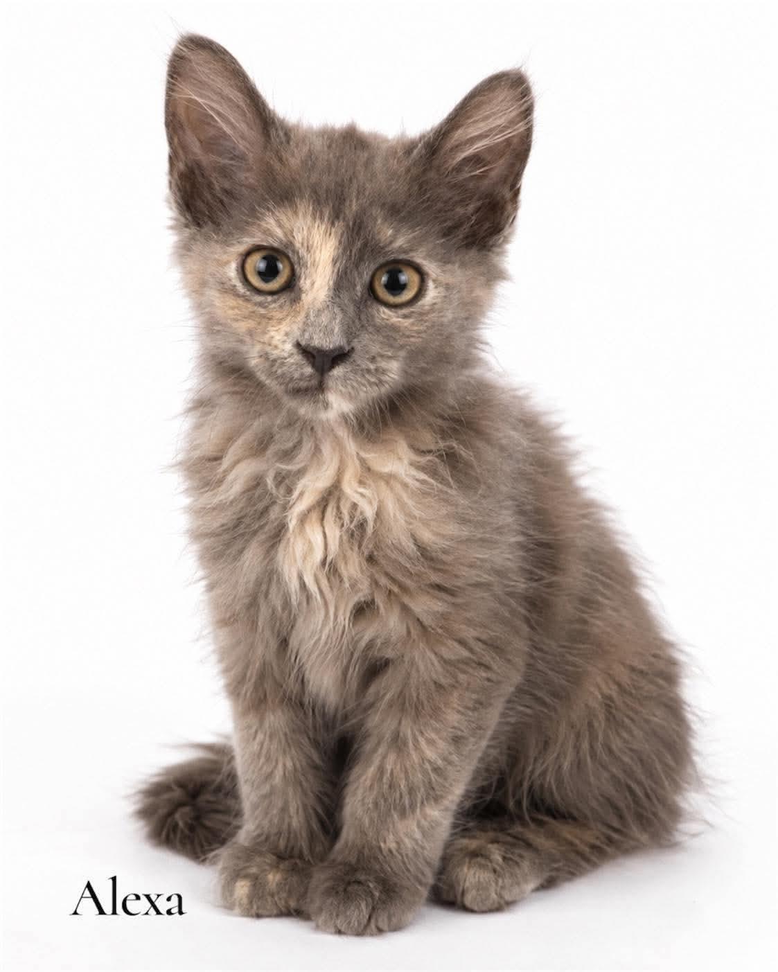 Alexa, adopted, Kitten Female Domestic Long Hair.