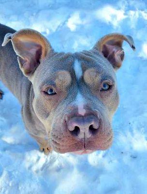 Enlarge Blu , a ADOPTABLE mixed breed in Williamsport, PA image 1/3