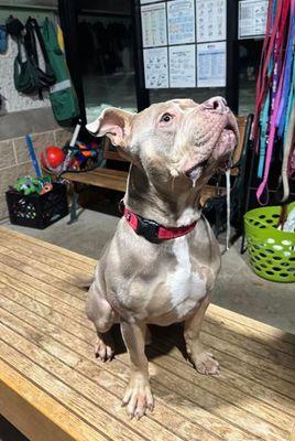 Enlarge Blu , a ADOPTABLE mixed breed in Williamsport, PA image 2/3