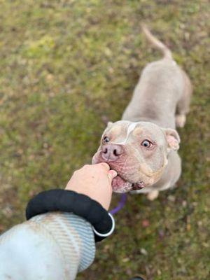 Enlarge Blu , a ADOPTABLE mixed breed in Williamsport, PA image 3/3