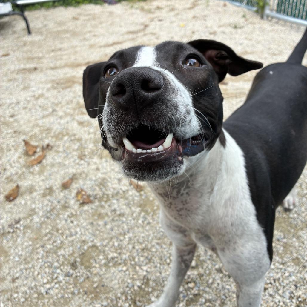 "Winifred", Adoptable, Adult Female Pit Bull Terrier & Mixed Breed.