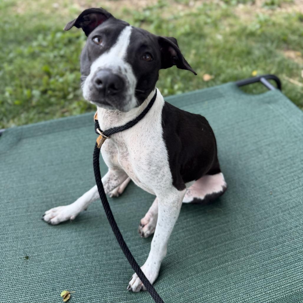 "Winifred", a Adoptable mixed breed in Perkiomenville, PA image 2/6