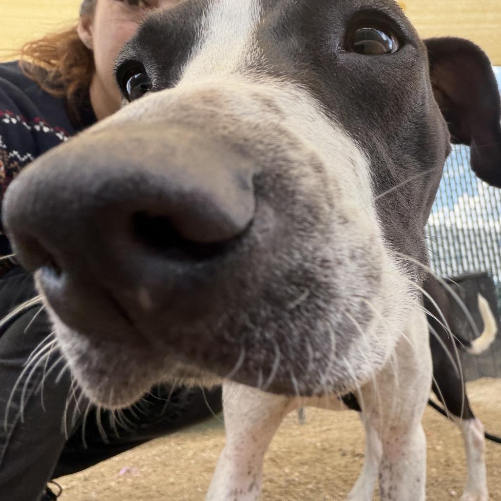 "Winifred", a Adoptable mixed breed in Perkiomenville, PA image 3/6