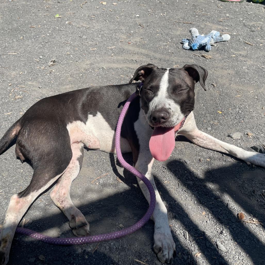 "Winifred", Adoptable, Adult Female Pit Bull Terrier & Mixed Breed.