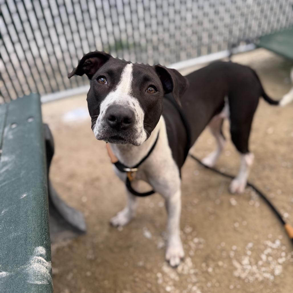 "Winifred", a Adoptable mixed breed in Perkiomenville, PA image 5/6